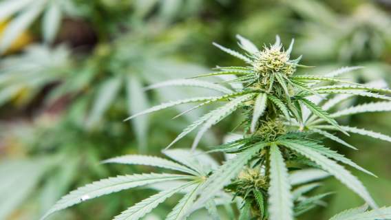 Policja Rumunia marihuana